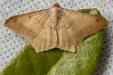 Psamatodes trientata - Hodges#6332.1 - photo 5