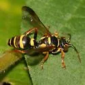 Psammaletes mexicanus