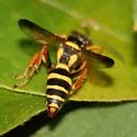 Psammaletes mexicanus - photo 2