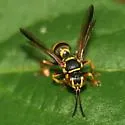 Psammaletes mexicanus - photo 3