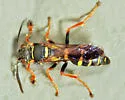 Psammaletes mexicanus - photo 4