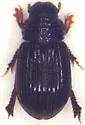 Psammodius pierottii