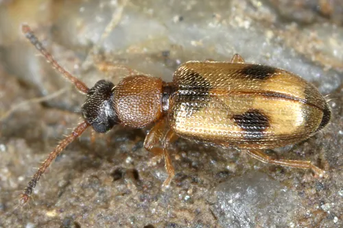 Psammoecus bipunctatus