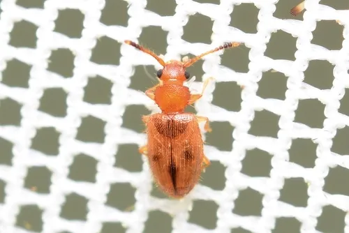 Psammoecus triguttatus