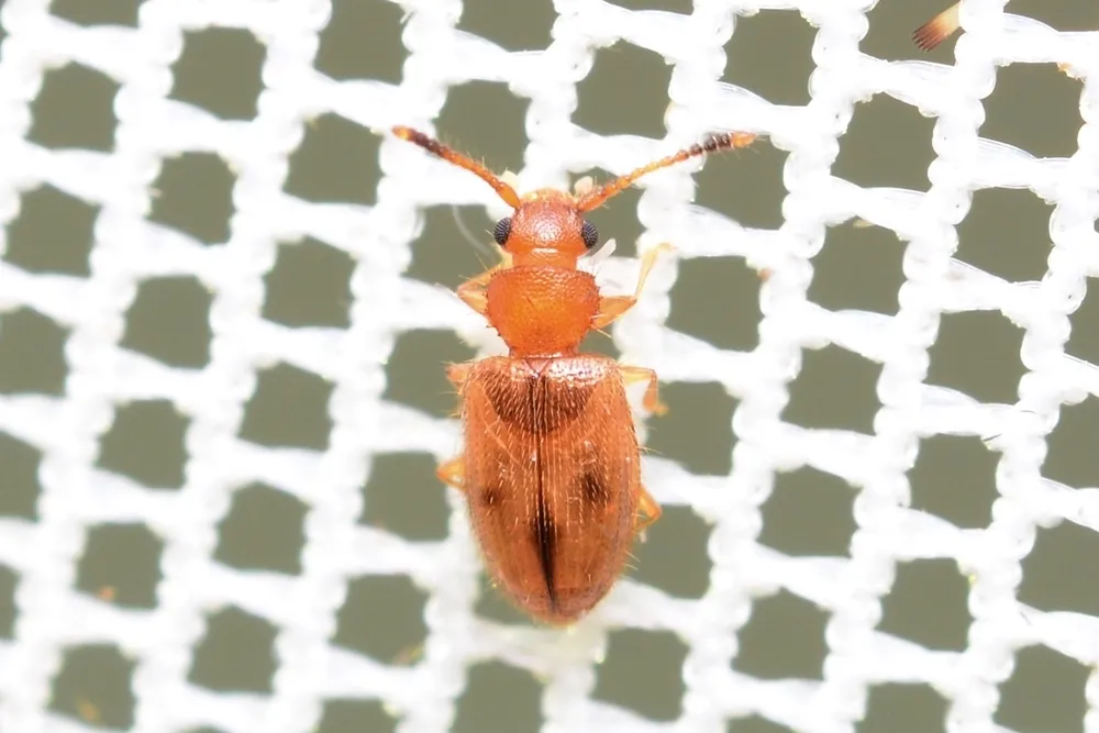 Psammoecus triguttatus - photo 2