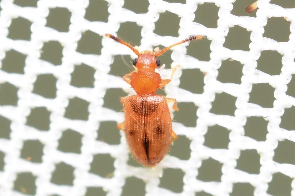 Psammoecus triguttatus - photo 3