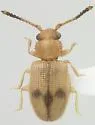 Psammoecus trimaculatus