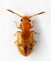 Psammoecus trimaculatus - photo 2
