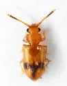 Psammoecus trimaculatus - photo 3