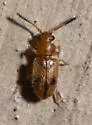 Psammoecus trimaculatus - photo 4