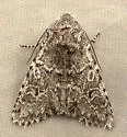 Psammopolia arietis - Hodges#10364