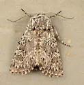 Psammopolia arietis - Hodges#10364 - photo 2