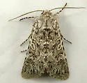 Psammopolia arietis - Hodges#10364 - photo 3