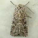 Psammopolia arietis - Hodges#10364 - photo 4