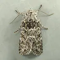 Psammopolia arietis - Hodges#10364 - photo 5