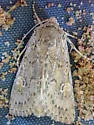 Psammopolia insolens - Hodges#10366