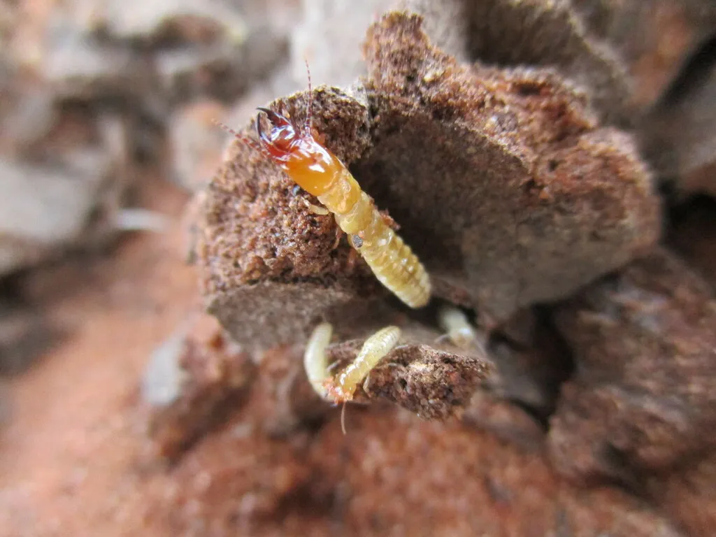Psammotermitidae - photo 2