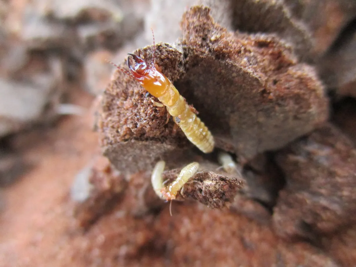 Psammotermitidae - photo 3