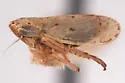 Psammotettix cahuilla
