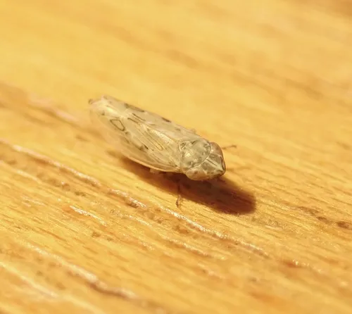Psammotettix dentatus