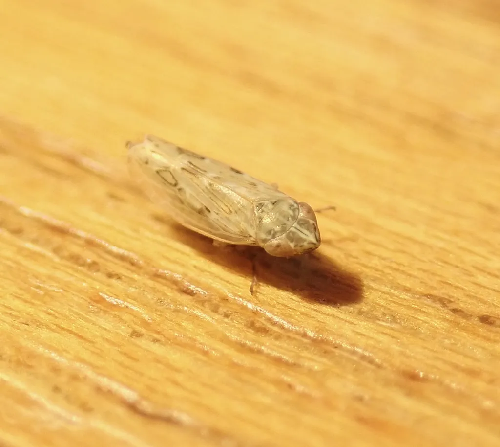 Psammotettix dentatus - photo 2