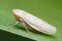 Psammotettix lividellus