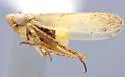 Psammotettix nesiotus