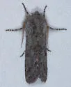 Psaphida damalis - Hodges#10015 - Psaphida damalis