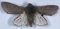 Psaphida damalis - Hodges#10015 - photo 2