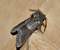 Gray Sallow - Hodges#10013