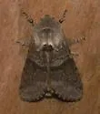 Gray Sallow - Hodges#10013 - photo 2
