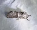 Gray Sallow - Hodges#10013 - photo 3