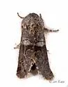 Gray Sallow - Hodges#10013 - photo 4