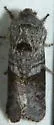 Gray Sallow - Hodges#10013 - photo 5