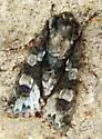 Figure-Eight Sallow - Hodges#10019
