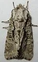 Figure-Eight Sallow - Hodges#10019 - photo 2