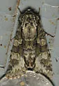 Figure-Eight Sallow - Hodges#10019 - photo 3