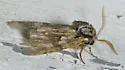 Figure-Eight Sallow - Hodges#10019 - photo 4