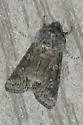 Roland's Sallow - Hodges#10014