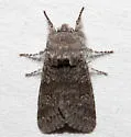 Roland's Sallow - Hodges#10014 - photo 2
