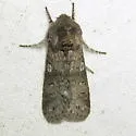 Roland's Sallow - Hodges#10014 - photo 3