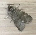 Roland's Sallow - Hodges#10014 - photo 4