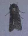 Roland's Sallow - Hodges#10014 - photo 5