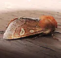Fawn Sallow - Hodges#10016