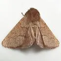 Fawn Sallow - Hodges#10016 - photo 4