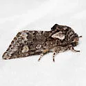 Psaphida thaxterianus - Hodges#10020