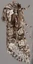 Psaphida thaxterianus - Hodges#10020 - photo 2