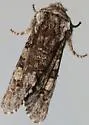 Psaphida thaxterianus - Hodges#10020 - photo 3