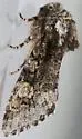 Psaphida thaxterianus - Hodges#10020 - photo 4