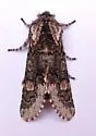 Psaphida thaxterianus - Hodges#10020 - photo 5